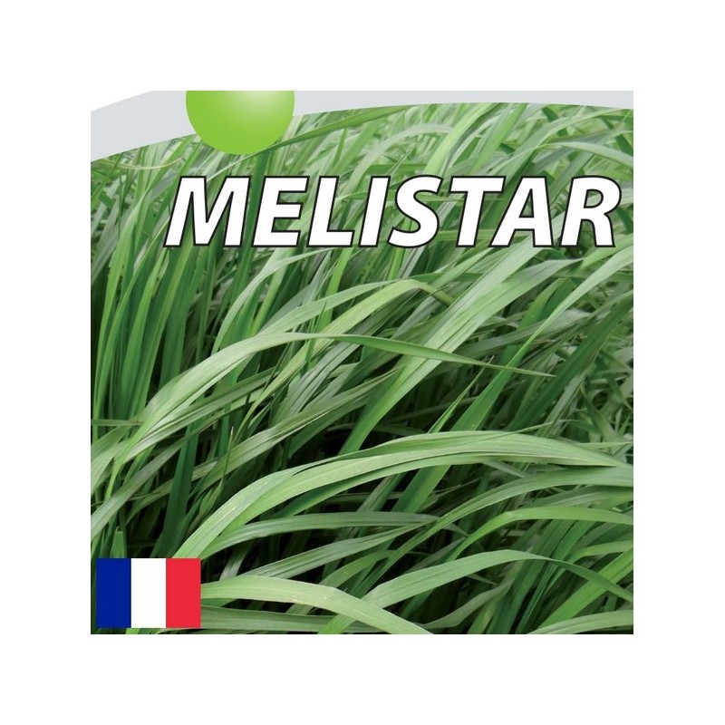RGI 4N alternatif MELISTAR, Ray-grass d'Italie