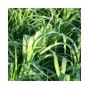 Moha bigarré EXTENSO (setaria italica)
