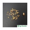 Moha bigarré EXTENSO (setaria italica)