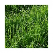 RGH 2N MANAWA, Ray-grass Hybride