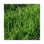 RGH 4N Bio NADZIEJA, Ray-grass Hybride Bio