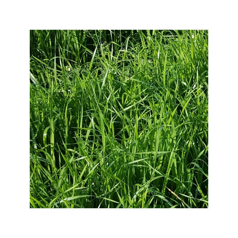 RGH 2N Bio NADZIEJA, Ray-grass Hybride Bio