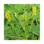 Mélilot jaune