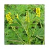 Mélilot jaune