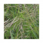 Brome JERONIMO