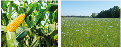 colza, betterave, tournesol et luzerne