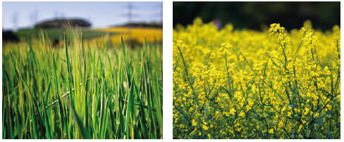 colza, betterave, tournesol et luzerne