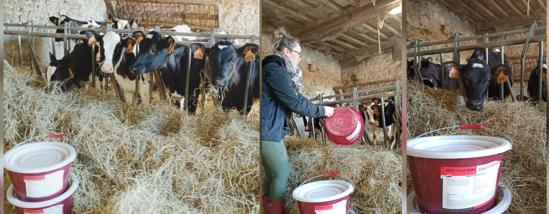 AGRI-REPORTAGE : Stratégie adoptée par notre client EARL DE LA POTERIE où l’élevage des veaux fait partie intégrante de l’avenir de l’exploitation. AGRI-REPORTAGE : Stratégie adoptée par notre client EARL DE LA POTERIE où l’élevage des veaux fait partie intégrante de l’avenir de l’exploitation.