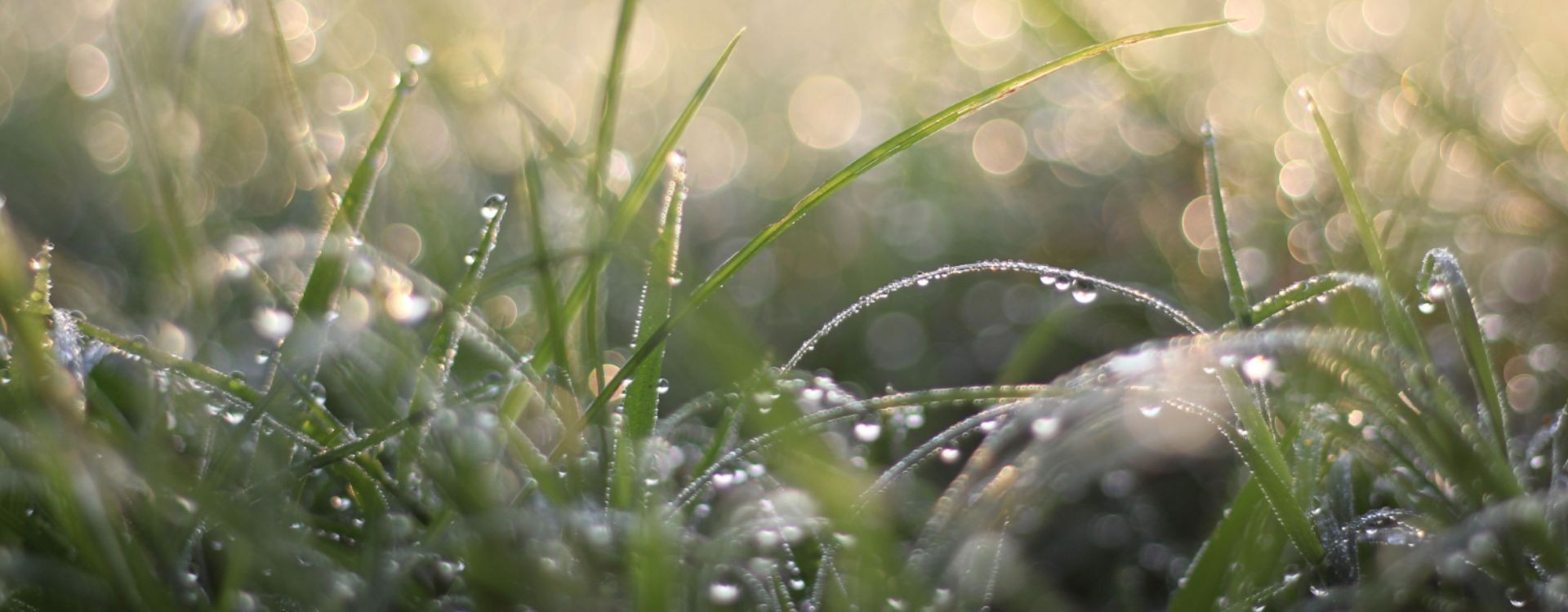 Excès d’eau hivernal : comment sécuriser vos céréales et vos prairies au printemps ? Excès d’eau hivernal : comment sécuriser vos céréales et vos prairies au printemps ?