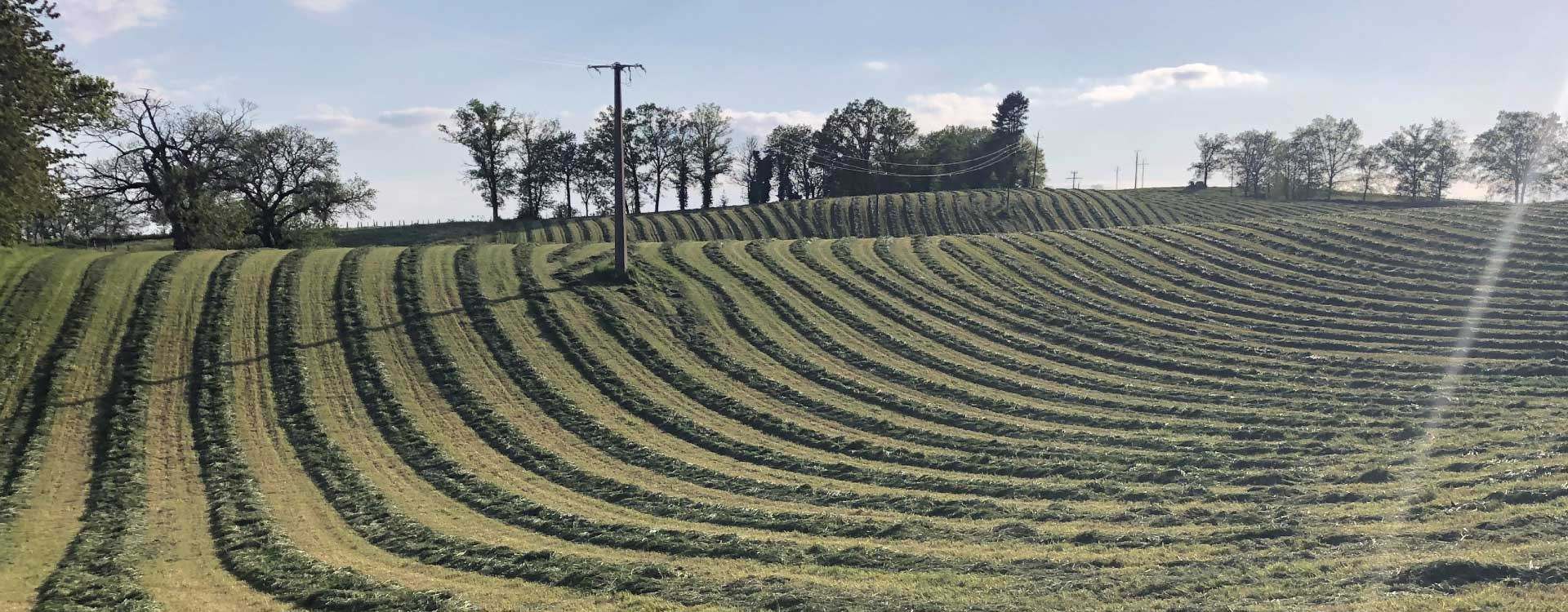 AGRI-REPORTAGE CHEZ L'EARL ESTIVAL | Ray-grass Hybride dans le cantal.