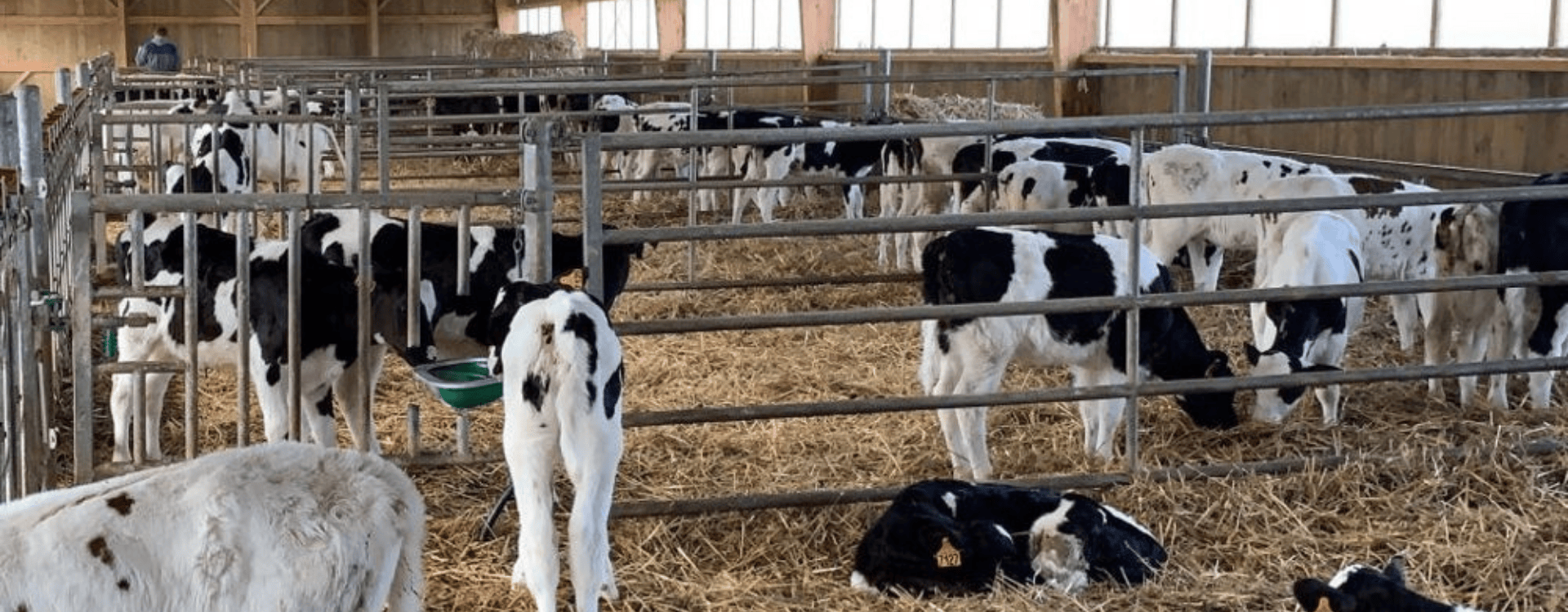 AGRI-REPORTAGE : GAEC de la Bersaudière, comment le MASH TRACE TARIE a transformé leurs résultats en 3 ans
