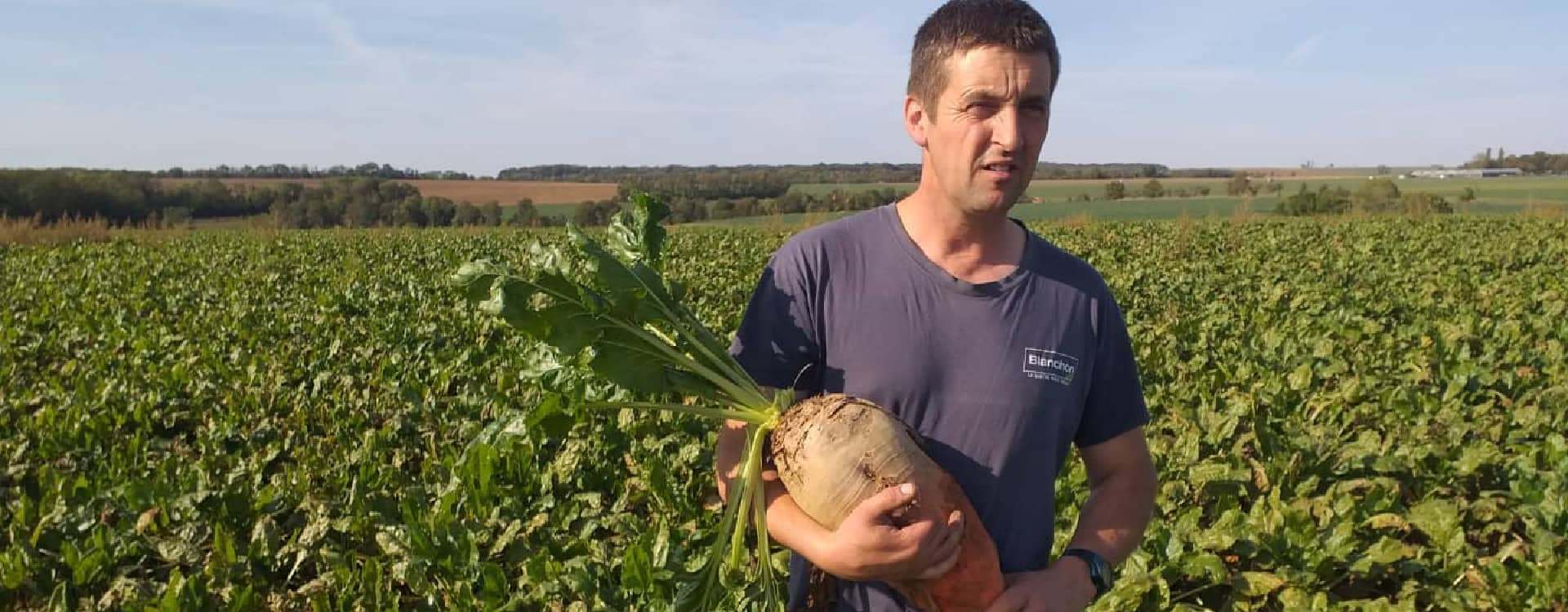 AGRI-REPORTAGE CHEZ L'EARL DE CORPS FONTAINE | Betterave fourragère RIBAMBELLE