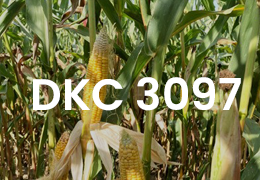 AGRI-REPORTAGE : MAÏS DKC 3097