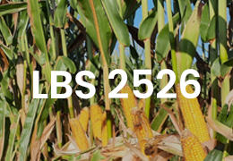 AGRI-REPORTAGE : MAÏS LBS 2526