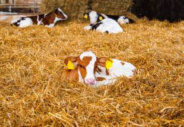 Agri - reportage : Témoignage sur l'élevage de veau EARL SABLONNIERE