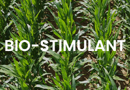 AGRI-REPORTAGE BIOSTIMULANTS SUR MAÏS