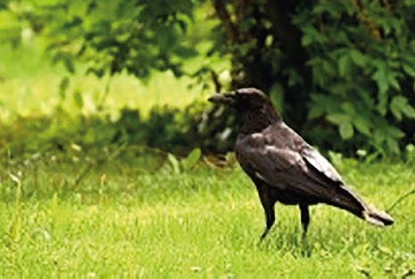 Protection contre les corbeaux au semis